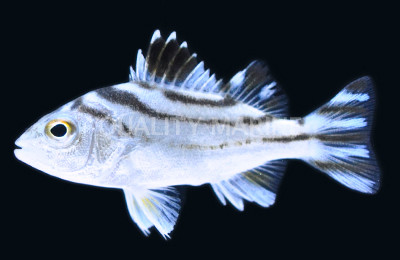 Targetfish Grunt :: 19501