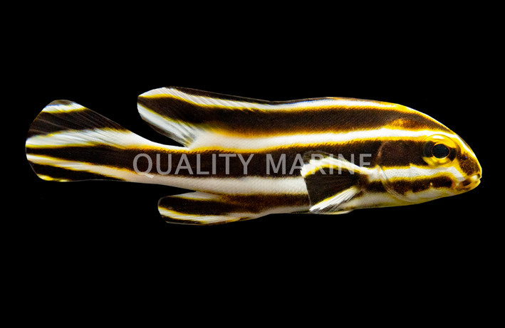 Stripped Sweetlips