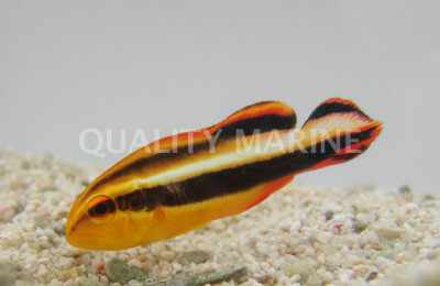Orange Striped Sweetlips Grunt :: 19509
