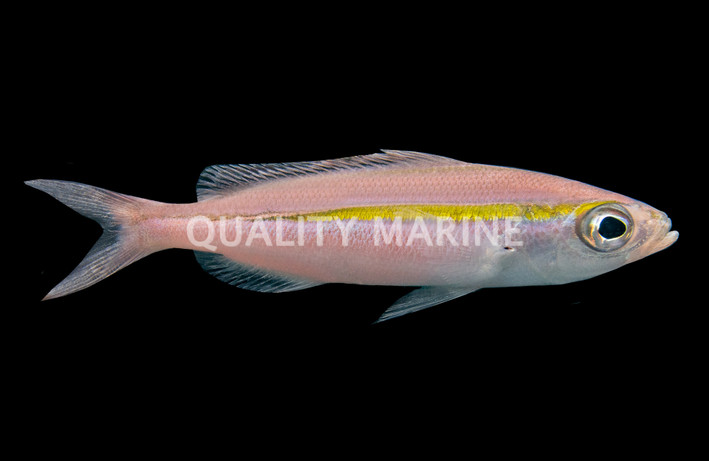 Goldband Fusilier
