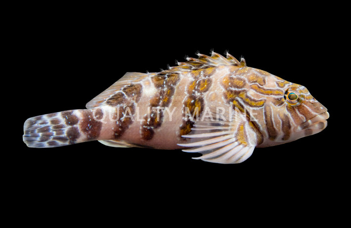 Stocky Hawkfish