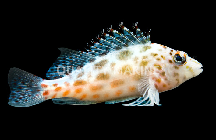 Pixie Hawkfish
