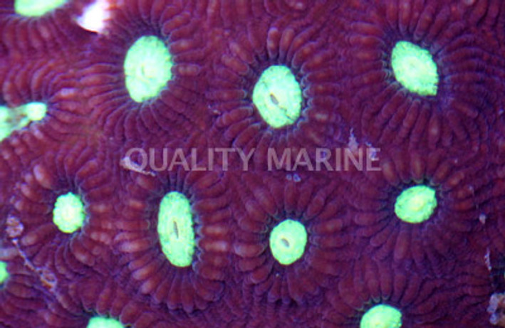 Red Favia Brain Coral :: 52310