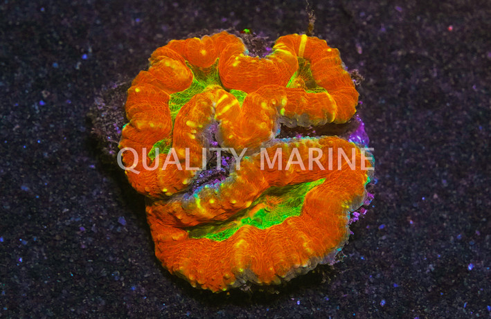 Orange/Green Lobophyllia Brain Coral :: 52317