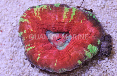 Australis, Red w/Gold "Iron Man" :: 52352