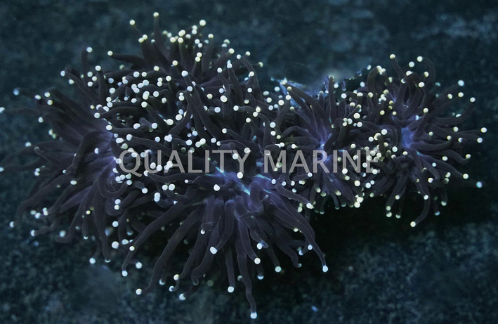 Orange Tip Black Tentacle Torch Coral :: 52369