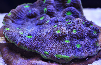 Green Watermelon Chalice Coral :: 52379