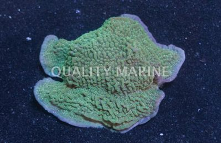 Neon Green Polyp Undata Coral :: 52410