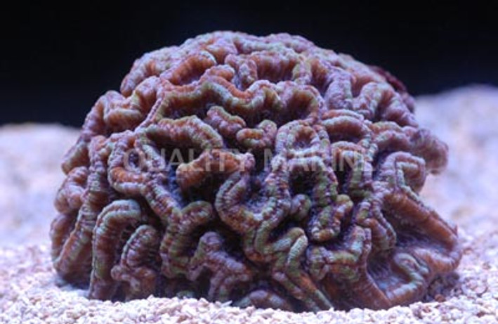 Ultra Symphyllia Brain Coral :: 52479