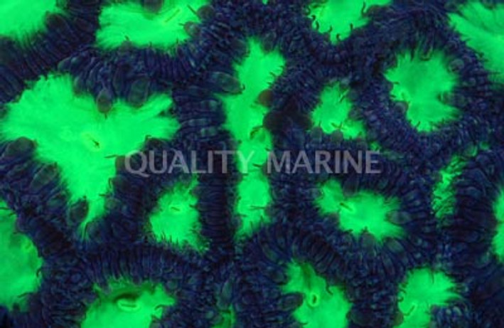 Tiger Striped Blastomussa Wellsi Coral :: 52483