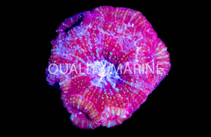 Red Globe Acanthastrea Coral :: 52486