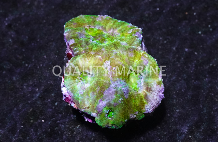 Green Globe Acanthastrea Coral :: 52487