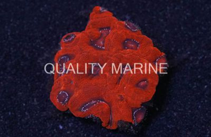 Red Bowerbanki  :: 52498