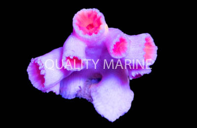 Yellow Sun Coral :: 52600