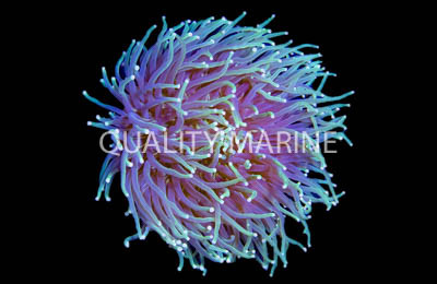 Purple/Gold Green Long Tentacle Plate Coral :: 52602