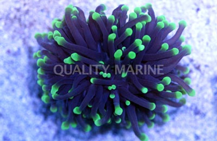 Yellow Tip Highlighter Torch Coral :: 52604