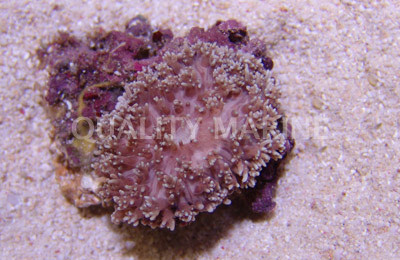 White Tip Mushroom :: 55526