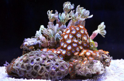 Multicolor Actinodiscus Mushroom :: 55547