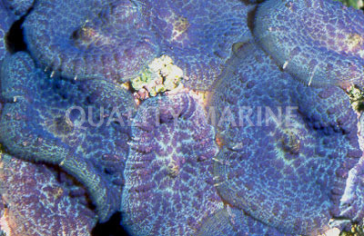 Purple Velvet Mushroom (per polyp) :: 55567