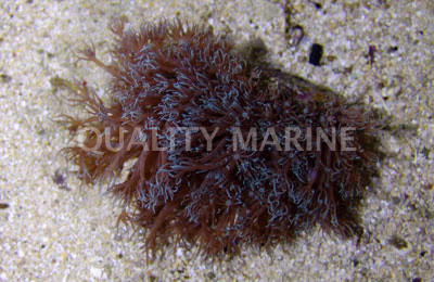 Electric Blue Long Stem Waving Hand Coral :: 55576