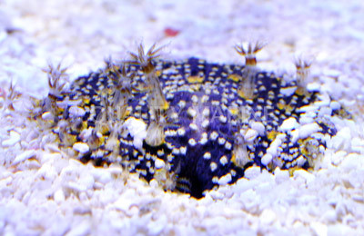 Sea Pansy :: 55577