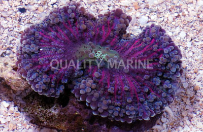 Pink/Purple Ricordea Yuma Mushroom (per polyp) :: 55633