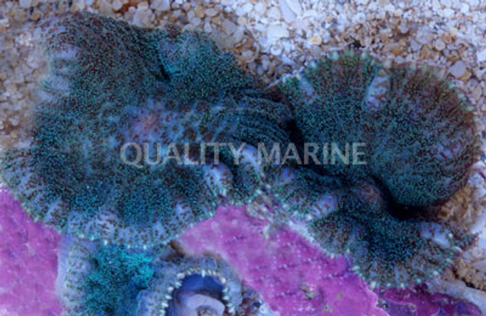 Green & Red Bullseye Mushroom :: 55638