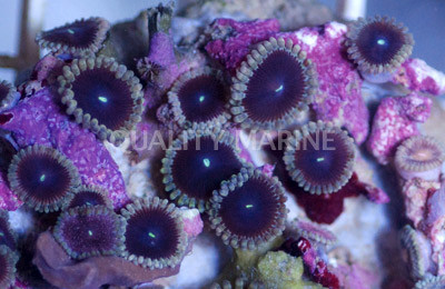 Yellow Rim People Eater Colony Polyp :: 55644