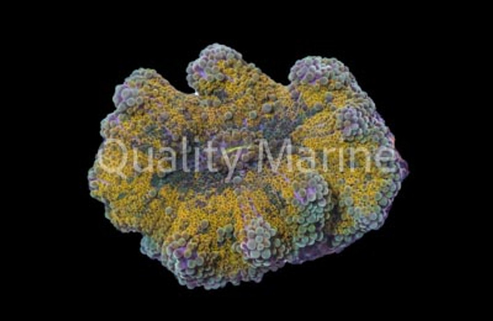 Yuma, Orange & Purple : Melanesia :: 55747