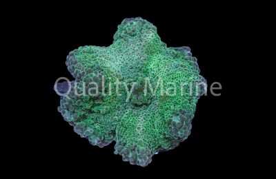 Yuma, Green : Melanesia :: 55749