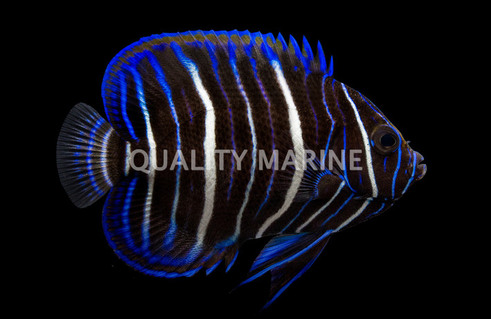 Blueface Angelfish, Juvenile