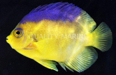 Coco's Keeling Angelfish