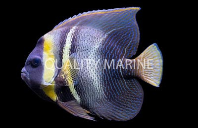 Cortez Angelfish :: 10034