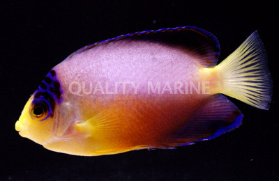 Multicolor Angelfish :: 10070