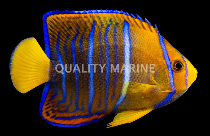 Passer Angelfish