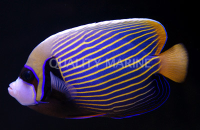 Imperator Angelfish, Orangetail :: 10093