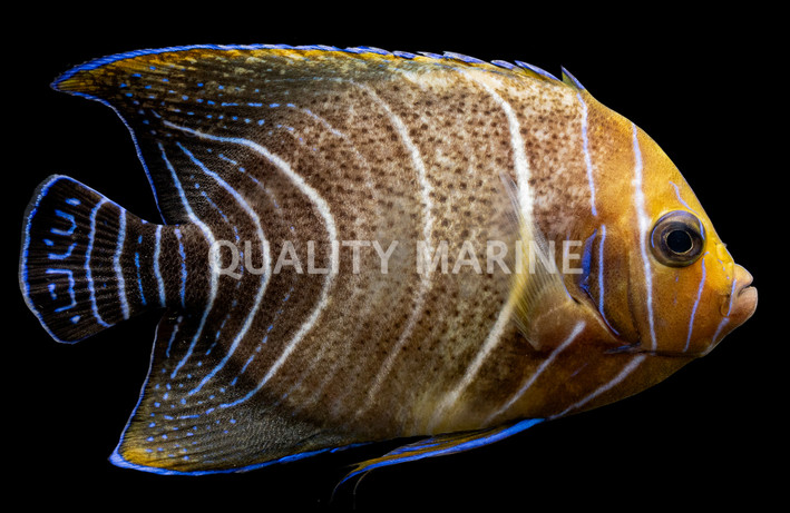 Koran Angelfish, Sub-Adult