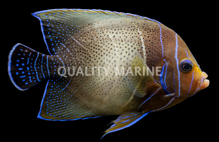 Koran Angelfish