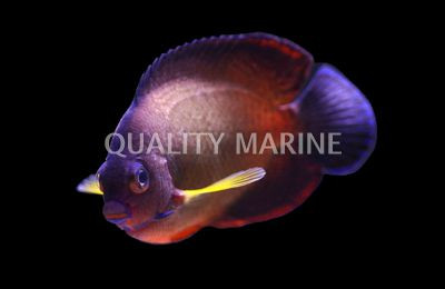 Coral Beauty Angelfish, Yellow Body :: 10150