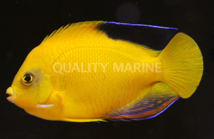 Woodheads Angelfish   :: 10151