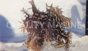 Colored Sargassum Anglerfish :: 10511