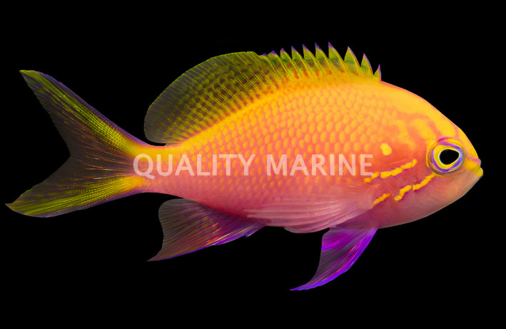 Fathead Sunburst Anthias