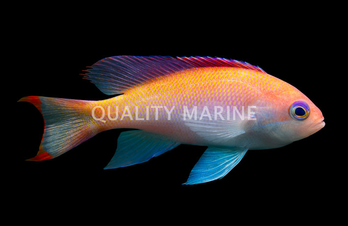 Stocky Anthias