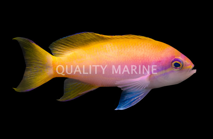 Bimaculatus Anthias