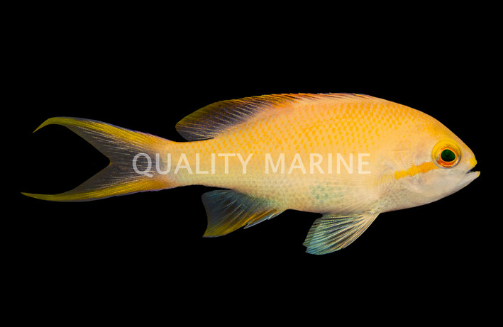 Hutchi Anthias
