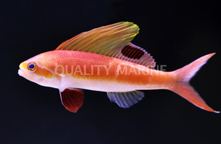 Spotfin Anthias, Male :: 11069
