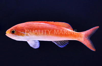 Spotfin Anthias, Female :: 11070