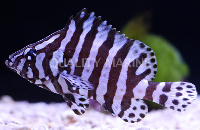 Leather Grouper :: 11506
