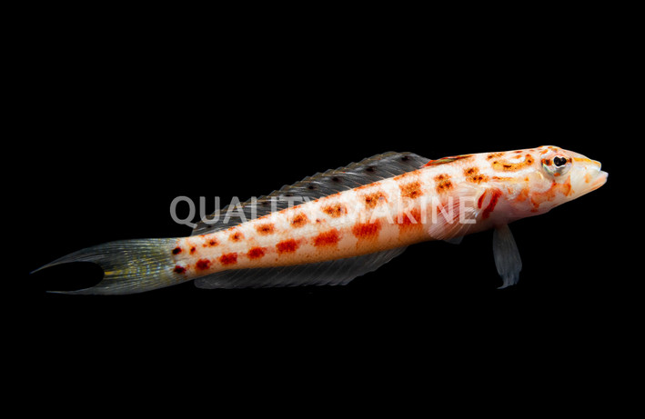 U-Mark Sandperch