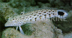 Sharp Nosed Weever :: 12530